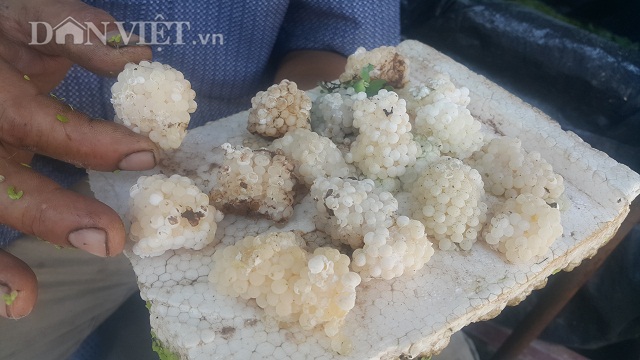 Làm giàu khác người: Nuôi ốc nhồi ở ao bỏ hoang, kiếm bộn tiền-3