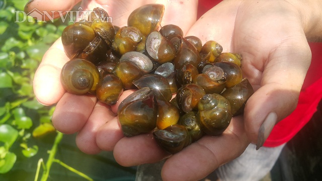 Làm giàu khác người: Nuôi ốc nhồi ở ao bỏ hoang, kiếm bộn tiền-6