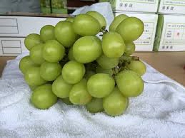 Nho sữa Nhật Bản đắt đỏ được trồng thế nào?-11