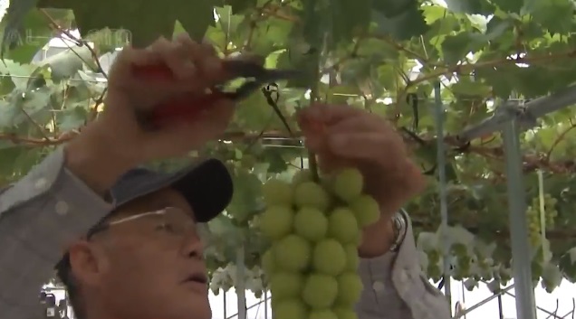 Nho sữa Nhật Bản đắt đỏ được trồng thế nào?-12