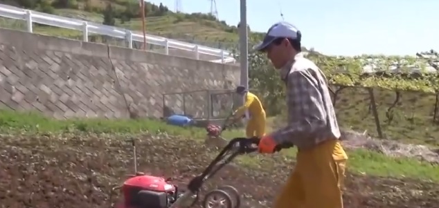 Nho sữa Nhật Bản đắt đỏ được trồng thế nào?-3