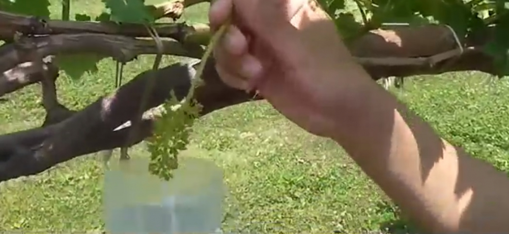 Nho sữa Nhật Bản đắt đỏ được trồng thế nào?-4