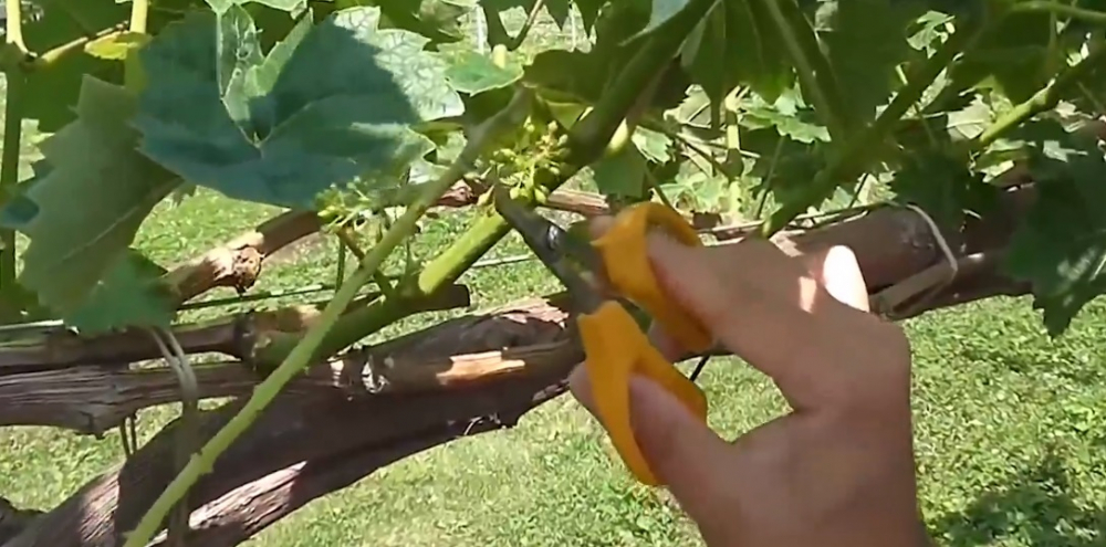 Nho sữa Nhật Bản đắt đỏ được trồng thế nào?-5