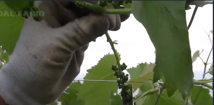 Nho sữa Nhật Bản đắt đỏ được trồng thế nào?-6