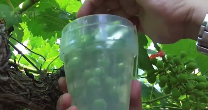 Nho sữa Nhật Bản đắt đỏ được trồng thế nào?-8