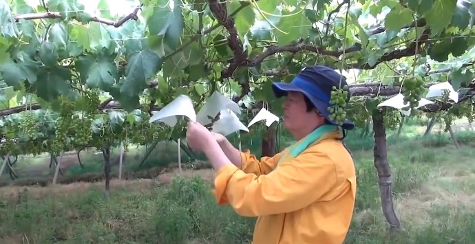 Nho sữa Nhật Bản đắt đỏ được trồng thế nào?-9