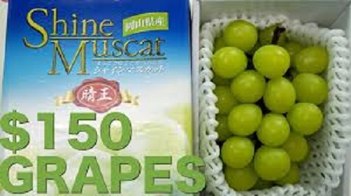 Nho sữa Nhật Bản đắt đỏ được trồng thế nào?-13