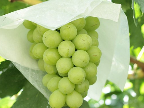 Sốt chanh vàng Nhật, chị em đua nhau chi gần nửa triệu mua về làm detox-2