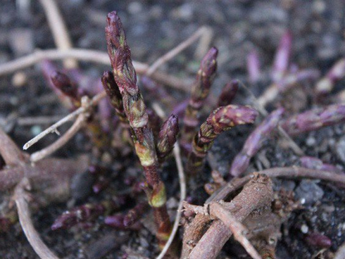 Giá vàng hôm nay 13/10, rời mốc 42 triệu đồng/lượng-2