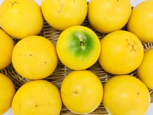 Choáng: Vú sữa hoàng kim Đài Loan giá 700.000 đồng/kg vẫn bán chạy-1