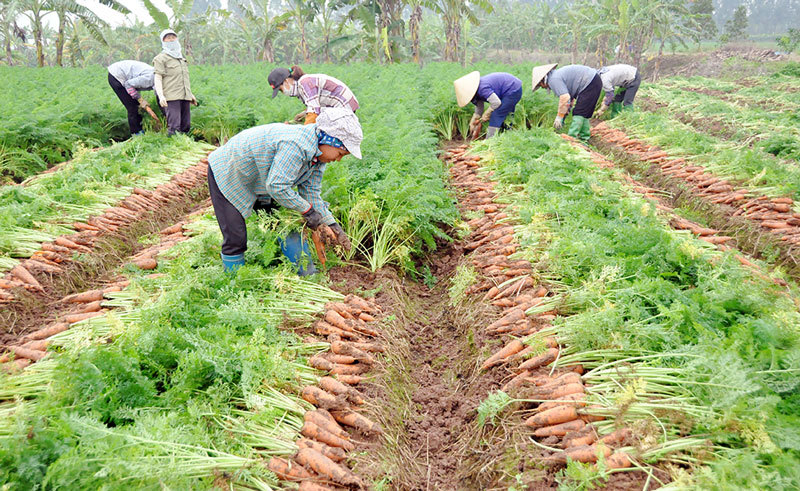 Thống trị đầm lầy thu 2 triệu USD, ông chủ núi đồi giắt túi 30 tỷ-2