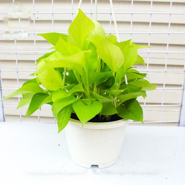 Người sinh vào mùa xuân-hạ-thu-đông nếu chọn đúng các loại cây may mắn bày nơi làm việc và tại nhà sẽ giúp công việc hanh thông, tiền tài đầy túi-2