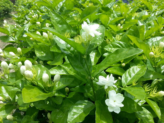 Người sinh vào mùa xuân-hạ-thu-đông nếu chọn đúng các loại cây may mắn bày nơi làm việc và tại nhà sẽ giúp công việc hanh thông, tiền tài đầy túi-7