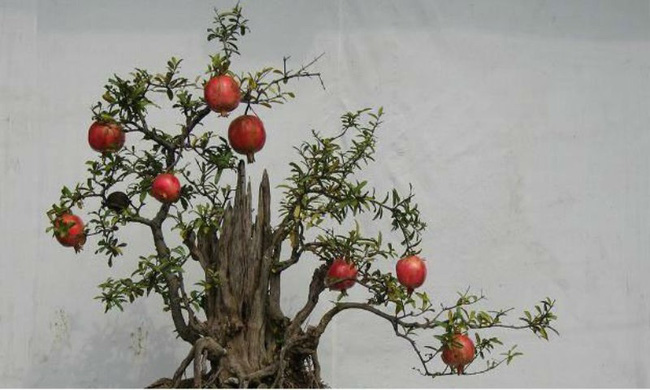 Người sinh vào mùa xuân-hạ-thu-đông nếu chọn đúng các loại cây may mắn bày nơi làm việc và tại nhà sẽ giúp công việc hanh thông, tiền tài đầy túi-8