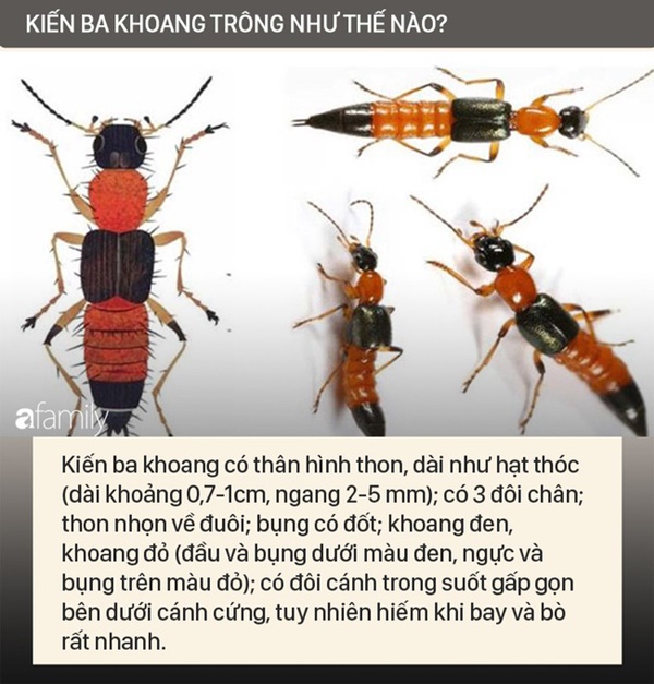 Độc tố của kiến ba khoang mạnh gấp 12-15 lần rắn hổ mang: Nhận biết kiến ba khoang và phòng tránh chất độc của chúng dính vào da-2