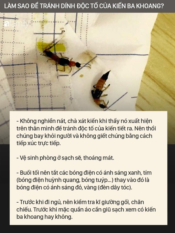 Độc tố của kiến ba khoang mạnh gấp 12-15 lần rắn hổ mang: Nhận biết kiến ba khoang và phòng tránh chất độc của chúng dính vào da-6