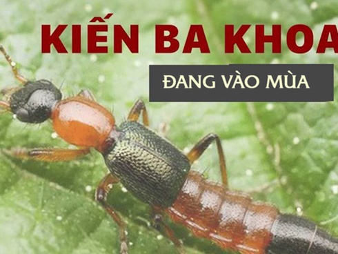 Có vết thương và bị dính độc kiến ba khoang thì nên bôi thuốc gì cho đỡ đau rát và nhanh khỏi nhất?-6