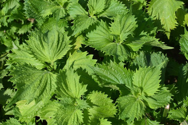 Lá hồi sinh bán đầy chợ Việt 1-2 ngàn/mớ, ở Nhật phải mua ăn từng lá một-1