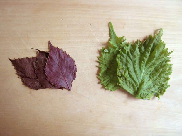 Lá hồi sinh bán đầy chợ Việt 1-2 ngàn/mớ, ở Nhật phải mua ăn từng lá một-5