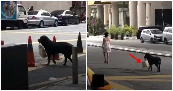 Chú chó cầm túi xách cho chủ khiến dân mạng phát cuồng-1