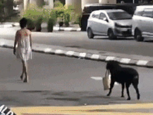 Chú chó cầm túi xách cho chủ khiến dân mạng 'phát cuồng'