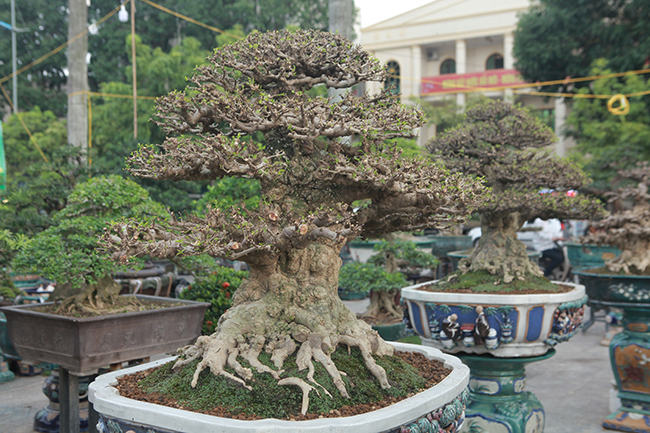 Choáng ngợp bộ 3 mai chiếu thủy giá 5 tỷ lần đầu xuất hiện-5