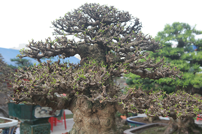 Choáng ngợp bộ 3 mai chiếu thủy giá 5 tỷ lần đầu xuất hiện-7