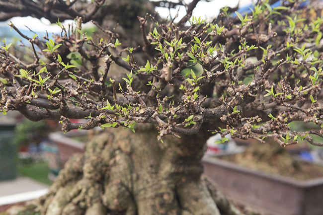 Choáng ngợp bộ 3 mai chiếu thủy giá 5 tỷ lần đầu xuất hiện-8