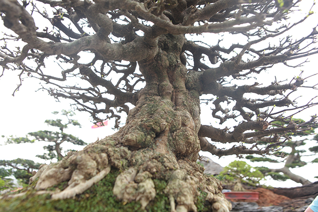 Choáng ngợp bộ 3 mai chiếu thủy giá 5 tỷ lần đầu xuất hiện-9