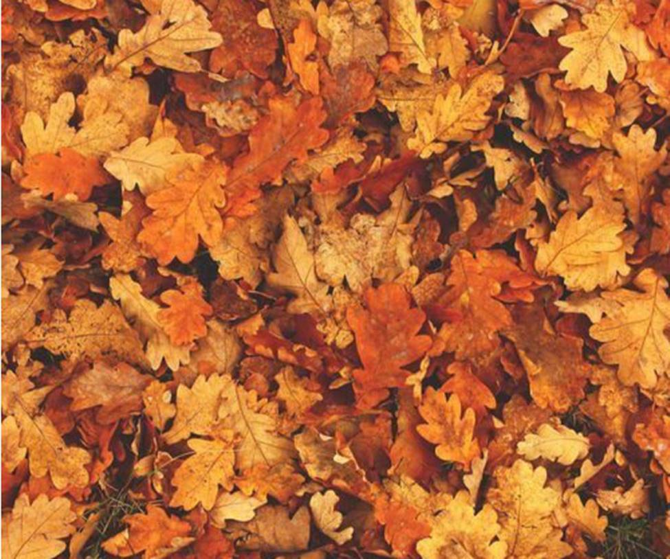 Người sinh vào mùa này dễ dàng phát tài nhờ vận khí tốt, sự nghiệp thăng hoa chưa đủ mà còn được tận hưởng sung sướng, hạnh phúc dài lâu-3