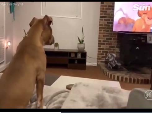 Video chú chó 'khóc' khi xem bộ phim hoạt hình yêu thích khiến nhiều người ngạc nhiên