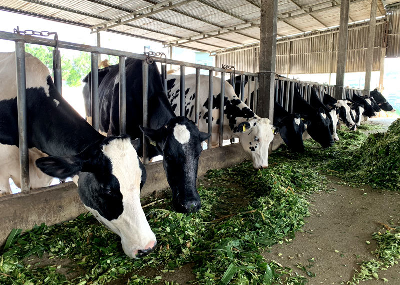 Duy nhất đất Việt, vỡ trận vì cả làng 1.000 tỷ kéo nhau lên tỉnh họp-2