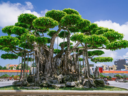 Sanh Ngai vàng đất Việt” mua 10 triệu, sau 15 năm trả vài tỷ không bán-15