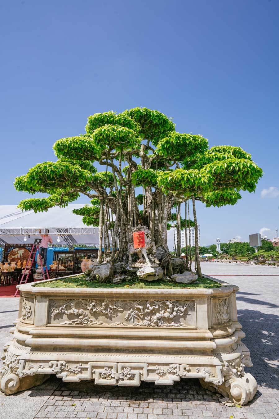 Siêu cây trị giá 20 triệu USD, người Nhật trả không bán-2