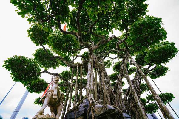 Siêu cây trị giá 20 triệu USD, người Nhật trả không bán-3