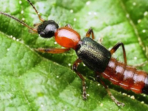 Phân biệt vết thương do kiến ba khoang với viêm da do zona để tránh dùng sai thuốc khiến bệnh càng khó chữa-4