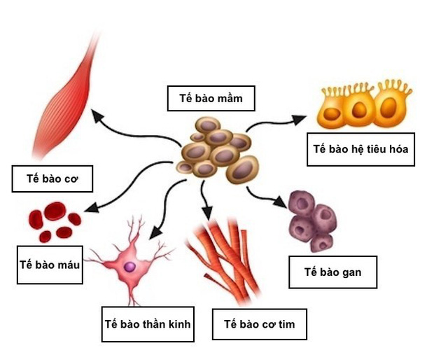 Trùm cuối của các loại u: Phát triển không theo quy luật nào, lại còn... mọc được cả răng lẫn tóc-2