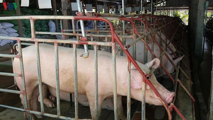Giá thịt lợn cao kỷ lục và tiếp tục tăng, Việt Nam có nhập khẩu thịt?-2