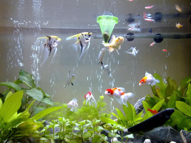 Câu hỏi Bể nước có 10 con cá, 2 con chết, 4 con lặn xuống dưới, hỏi còn mấy con? khiến tất cả câm nín, chỉ một ứng viên trả lời và được mời làm trợ lý tổng giám đốc luôn-1