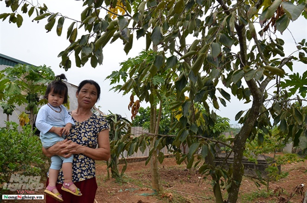 Chuyện thú vị quanh những cây hồng tiến vua sắp tuyệt chủng ở Phú Thọ-6