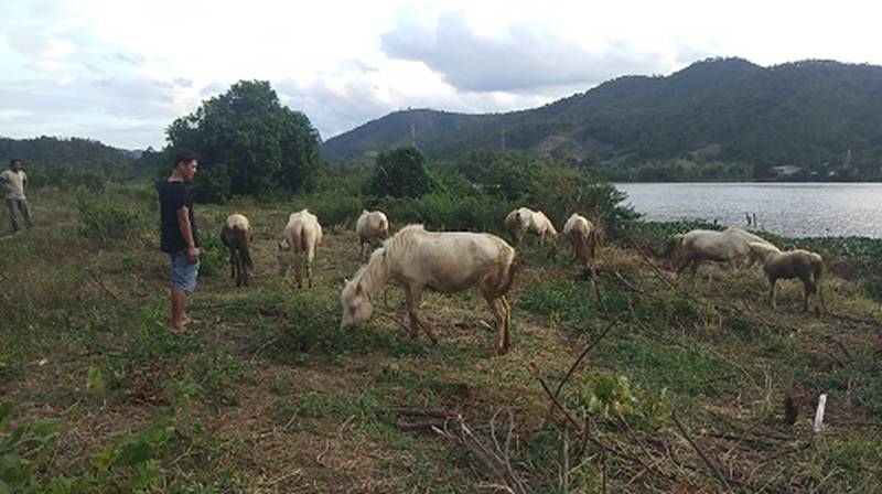 Đàn ngựa mắt đỏ hàng tỷ đồng trên ốc đảo của trai 8X-2