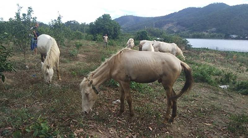 Đàn ngựa mắt đỏ hàng tỷ đồng trên ốc đảo của trai 8X-4