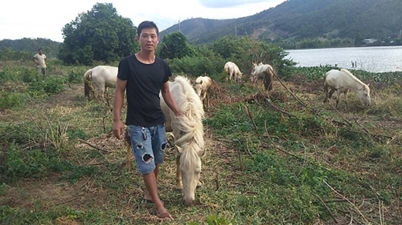 Đàn ngựa mắt đỏ hàng tỷ đồng trên ốc đảo của trai 8X-5