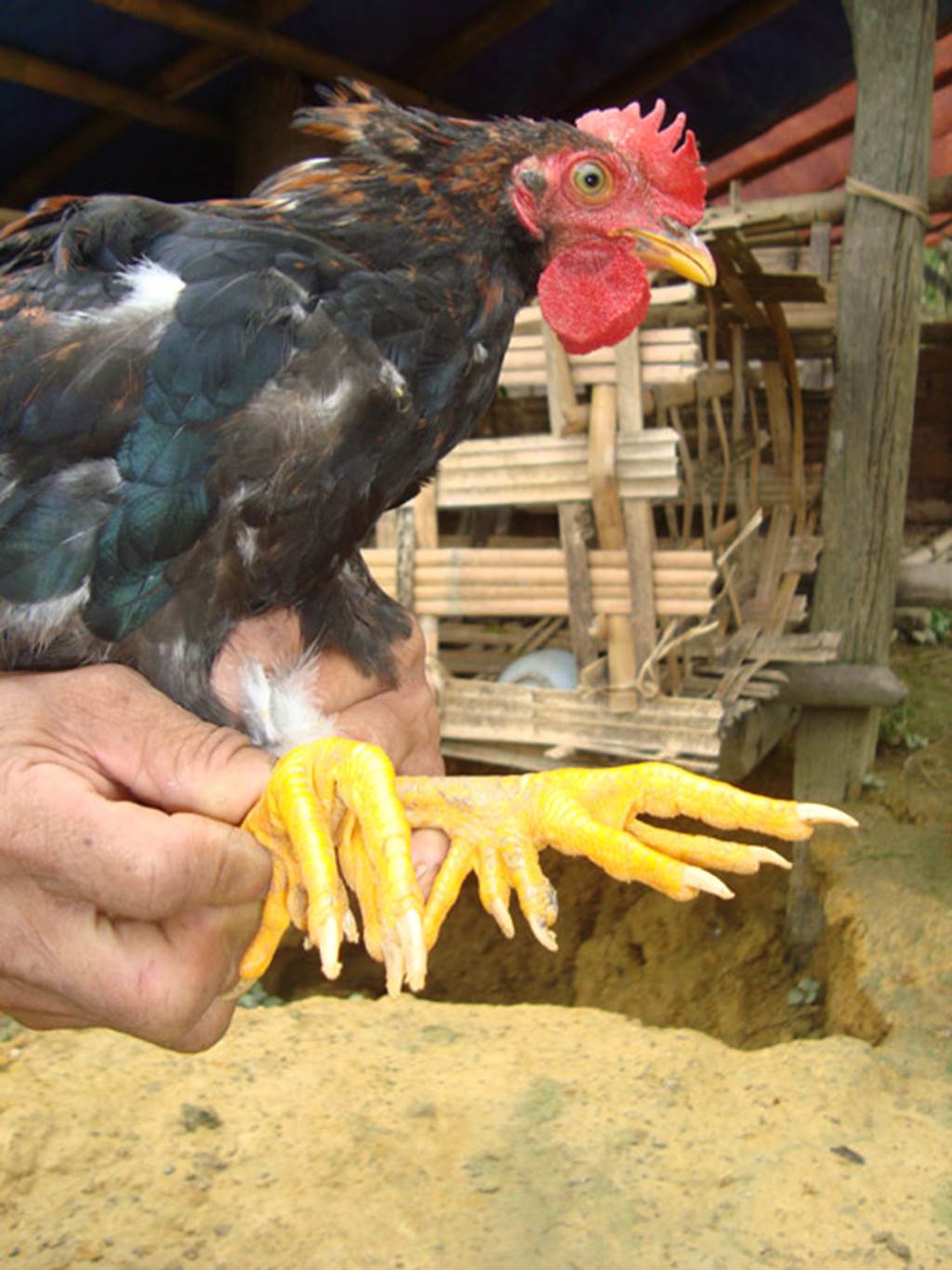 Tam đặc sản tiến Vua nổi danh đất Phú Thọ, có loại sắp tuyệt chủng-2