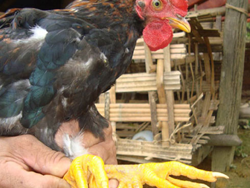 Vườn rau rừng cổ thụ khổng lồ, bán 100 triệu ở Tây Ninh-3