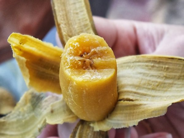 Mua chuối về cho lên bếp, luộc ăn thay cơm, tuần trước 50kg cuối tuần sau chỉ còn 45kg-6