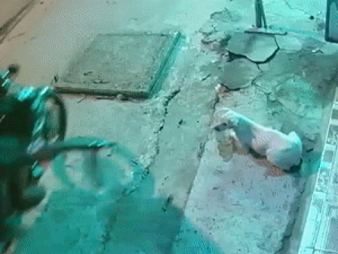 Hai thanh niên dùng súng điện trộm chó trong tích tắc