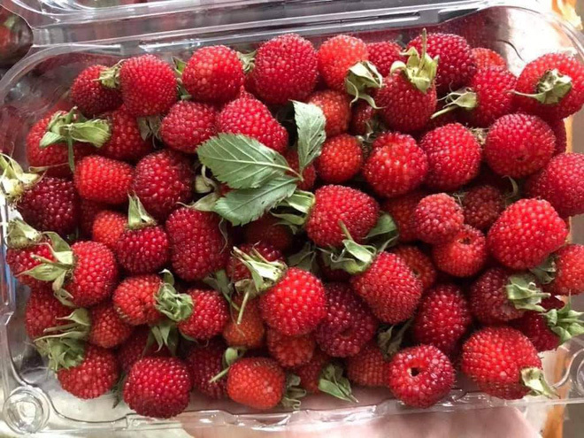 Quả được cho là thần dược tráng dương được bán với giá rẻ bất ngờ-1