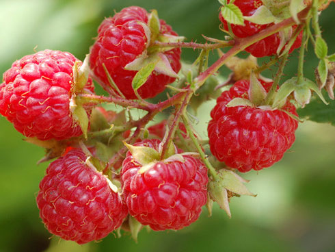 Chuyện lạ, cám gạo cho lợn giờ siêu đắt đỏ, nhà giàu ăn sáng thay phở-3