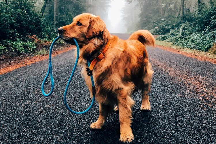 Giới nhà giàu chi cả chục tỷ để mua chó cưng thuần chủng-2